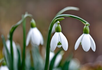 A view of some Snowdrops in a Garden