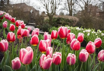 A view of some Tulips in a Garden