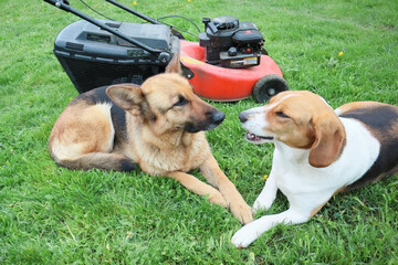 Dogs and lawn mower in the garden. Lawn mower on a green meadow near Pets.