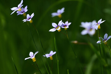 Tiny flowers of annual blue-eyed grass. This flower is also called fairy star and is a member of the iris family.