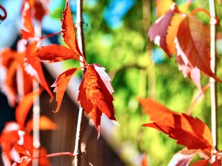 Red leaves of wild grapes (Parthenocissus quinquefolia)