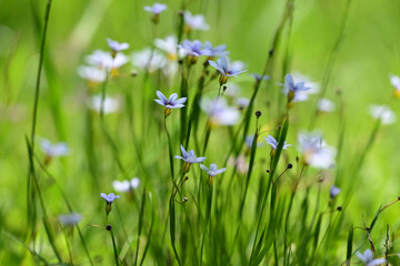 Tiny flowers of annual blue-eyed grass. This flower is also called fairy star and is a member of the iris family.