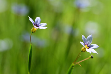 Tiny flowers of annual blue-eyed grass. This flower is also called fairy star and is a member of the iris family.