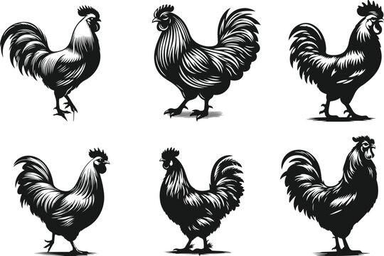 chicken set black silhouette vector, hand drawing hen collection illustration.