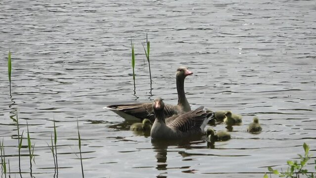 Two geese with their newly hatched babies swim together in the sunshine on a lake with small waves.