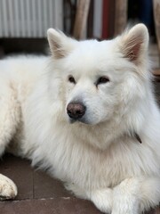 portrait of a white dog