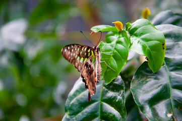 Wildlife nature. Summer insect. Exotic rare butterfly. Large butterfly in exotic nature. Tropical jungle butterflies in summer. Butterfly insect. Rare and exotic. Graphium agamemnon © altana_studio