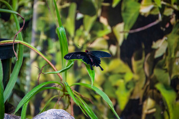 Exotic rare butterfly. Large butterfly in exotic nature. Tropical jungle butterflies in summer. Butterfly insect. Rare and exotic. Wildlife nature. Summer insect. Pachliopta kotzebuea