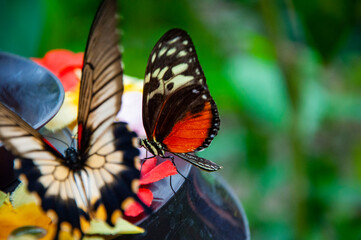 Naklejka premium Rare and exotic. Wildlife nature. Summer insect. Exotic rare butterfly. Large butterfly in exotic nature. Tropical jungle butterflies in summer. Butterfly insect. Heliconius ismenius