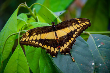Summer insect. Exotic rare butterfly. Large butterfly in exotic nature. Tropical jungle butterflies in summer. Butterfly insect. Rare and exotic. Wildlife nature. Thoas swallowtail © altana_studio