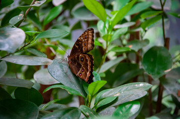Tropical jungle butterflies in summer. Butterfly insect. Rare and exotic. Wildlife nature. Summer insect. Exotic rare butterfly. Large butterfly in exotic nature. Morpho
