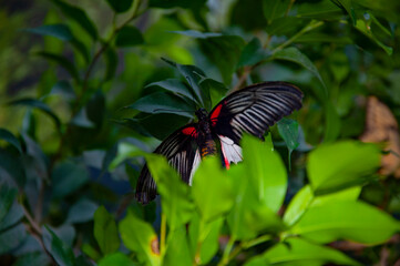 Wildlife nature. Summer insect. Exotic rare butterfly. Large butterfly in exotic nature. Tropical jungle butterflies in summer. Butterfly insect. Rare and exotic. Papilio memnon in tropics