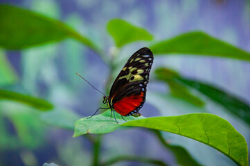 Obraz premium Large butterfly in exotic nature. Tropical jungle butterflies in summer. Butterfly insect. Rare and exotic. Wildlife nature. Summer insect. Exotic rare butterfly. Tiger heliconian