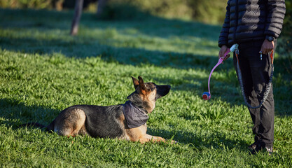 Dog, training ad park with man, ball and pet toy on a lawn with German Shepard in a backyard....