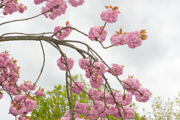 branches with pink flower clusters on a gray day in the park