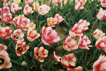 tulips in the garden