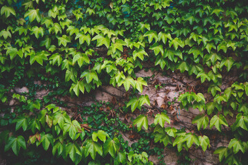 green ivy on the wall