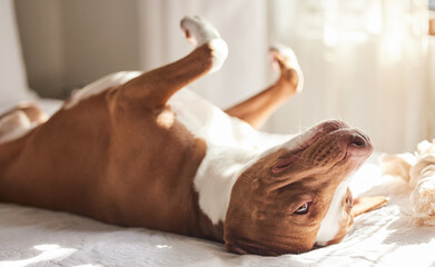 Dog, tired and animal in a bedroom or pitbull, pet and rescue in a bed with nap in the morning....