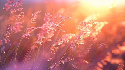 Deliberately fixating on the grass flowers being trampled by the breeze accompanying the setting sun enhances a sense of liberation and rejuvenation The beauty of the grass flowers the gent