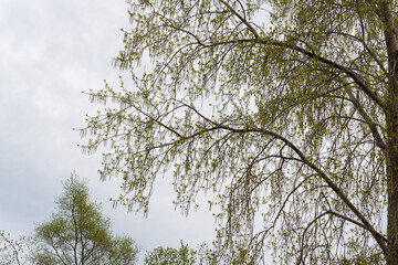 poplar tree by the lake with young leaves and catkins on an overcast day