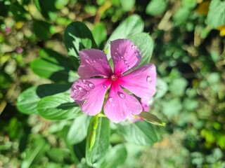 Flor rosa com gotículas de chuva