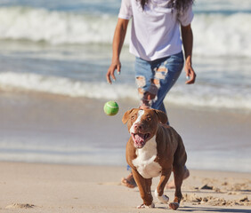 Beach, person and dog running with ball for fun exercise, healthy energy or happy animal in nature....