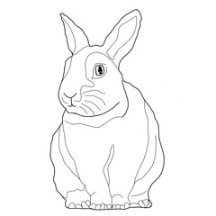 Illustration of a fat rabbit