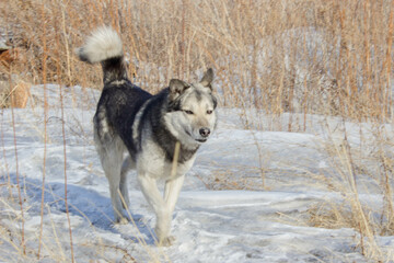 Alaskan Malamute (Canis lupus). A dog runs along a winter road.