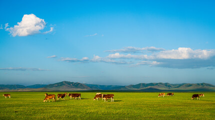 Cows and horses graze on the Dada line grassland in Keshiketeng Banner, Inner Mongolia