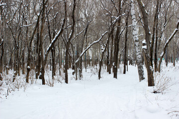 Trees covered with snow in winter forest, closeup of photo