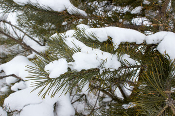 Snow on the branches of a pine tree in the winter forest.