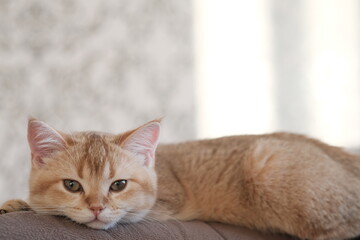 Naklejka premium A golden British cat is lying in sofa