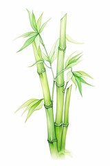 Obraz premium Watercolor Illustration of Green Bamboo Plants