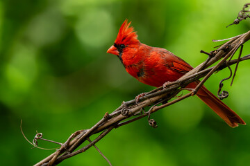 Male Cardinal perched on a vine