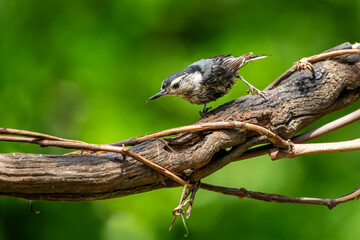 White-breasted nuthatch 