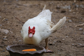 The white duck is rest at farm