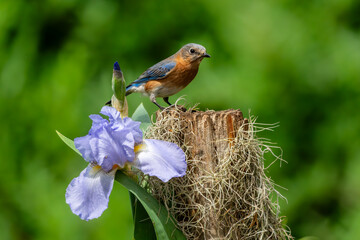 Bluebird perched on tree stump with pink iris