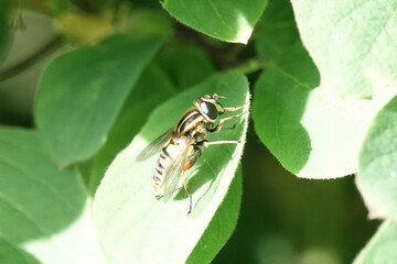 Helophilus pendulus, a species of hoverfly
