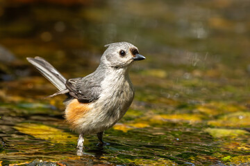 Tufted Titmouse taking a bath