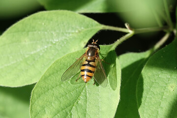 A hoverfly (Syrphidae) resting on a leaf
