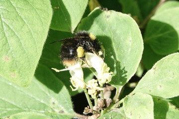 A bumblebee (Bombus) feeding on a white flower