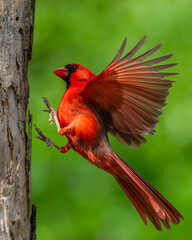 Male Northern Cardinal