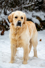 Golden Retriever im Schnee