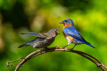Bluebird Parent Feeding Fledgling