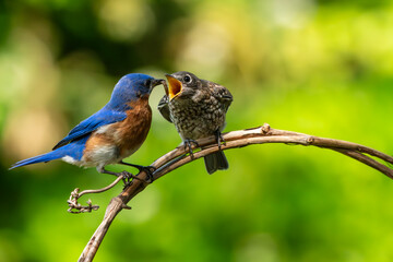 Bluebird Parent Feeding Fledgling