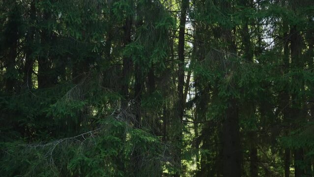 Slow motion summer forest b roll detail shot