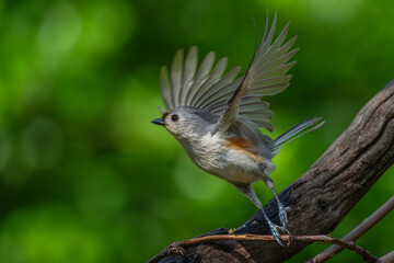 Tufted titmouse on takeoff