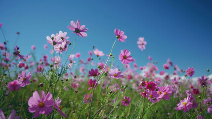 Obraz premium field of pink cosmos flowers under the blue sky
