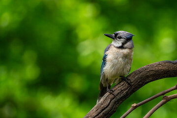Blue Jay