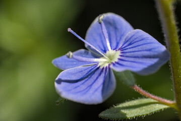 Veronica chamaedrys flower close up
